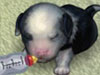 Новорождённый щенок